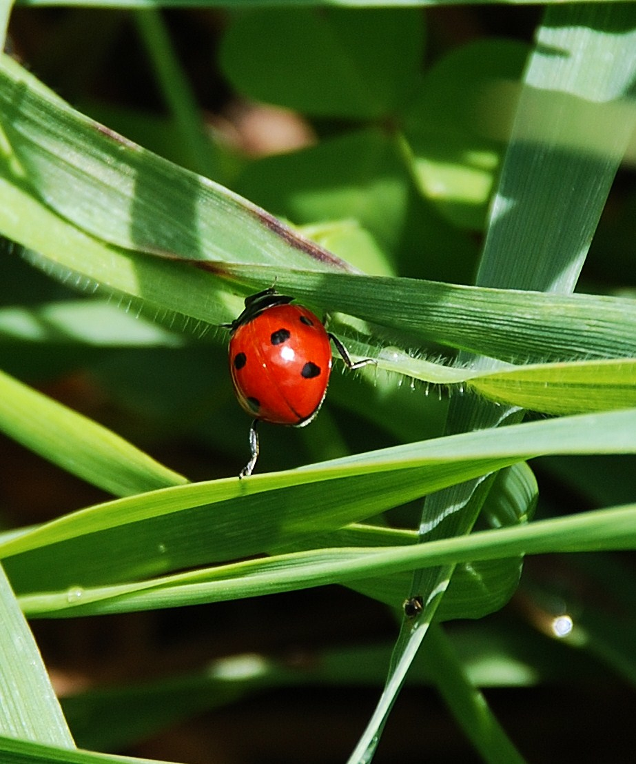 ladybug